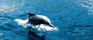 Musandam half day dhow cruise