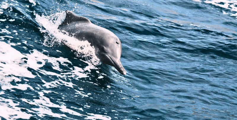 Khasab Musandam Dolphin Watching Seasons