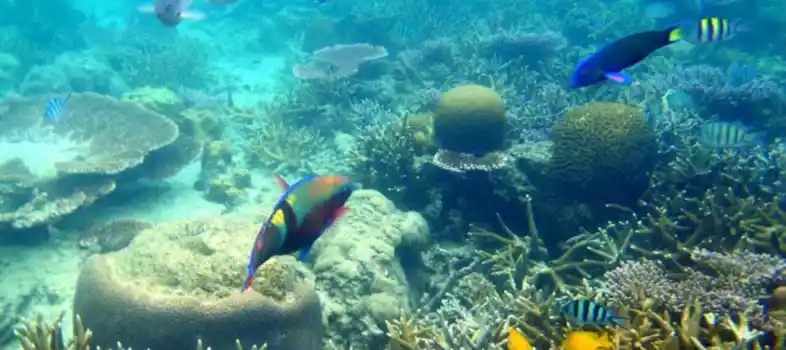 Musandam underwater world sea coral and reefs
