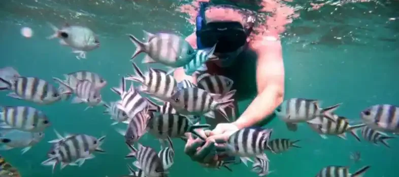 Snorkeling activity in Khasab Musandam clear water