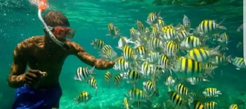 Snorkeling adventure in Musandam waters